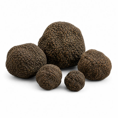 Tartufo Nero Estivo fresco intero – Tuber aestivum Categoria EXTRA