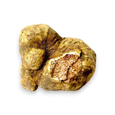 Grandi tartufi bianchi freschi Tuber magnatum che mostrano il colore esterno naturale e la marmorizzazione interna originale