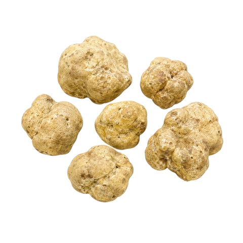 Grandi tartufi bianchi freschi Tuber magnatum con superfici ocra pallido e variazioni naturali di forma