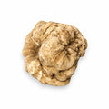 Tartufo bianco Tuber magnatum fresco di dimensioni enormi che mostra la sua superficie naturale di colore ocra pallido