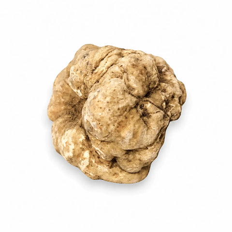 Tartufo bianco Tuber magnatum fresco di dimensioni enormi che mostra la sua superficie naturale di colore ocra pallido