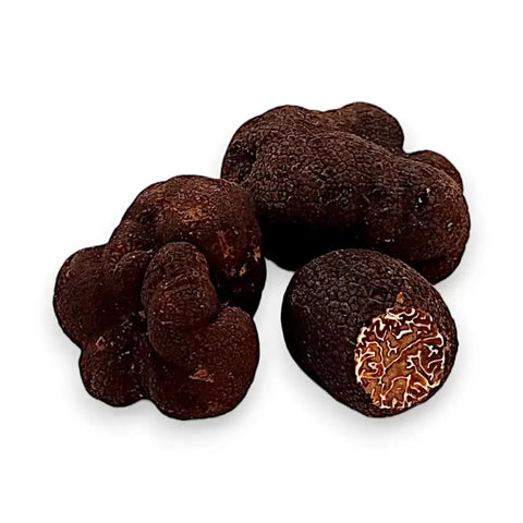 Dark knobby Tuber Brumale fresh winter truffle for gourmet culinary use