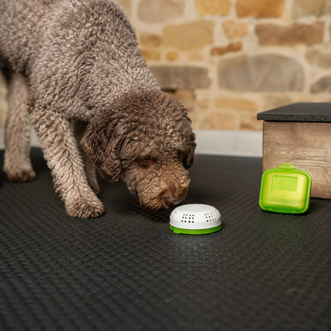 Cane da tartufo che indaga in un contenitore chiuso e ventilato contenente materiale didattico per l'aroma del vero tartufo