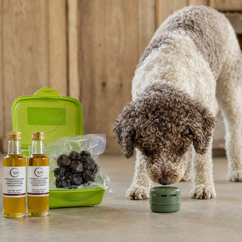 Cane da tartufo che esamina un contenitore chiuso per profumi accanto a materiale di tartufo nero fresco e due oli d'oliva aromatizzati al tartufo
