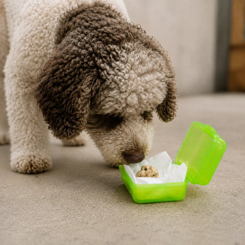 Cane da tartufo che indaga su un contenitore chiuso e ventilato contenente Tuber magnatum materiale per l'addestramento all'olfatto